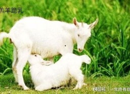 网红小羊吃瓜视频