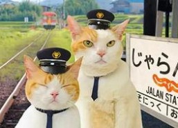 娱乐吃瓜喵散步,散步中的娱乐圈八卦揭秘