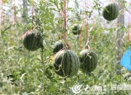 睢宁网红吃瓜事件视频