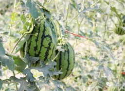 网红吃瓜博雅,揭秘娱乐圈幕后真相