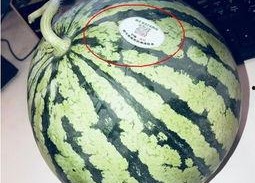 网红群吃瓜最新,揭秘娱乐圈最新热点事件