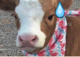 抖音娱乐吃瓜君,抖音“吃瓜君”带你揭秘娱乐圈最新热点事件