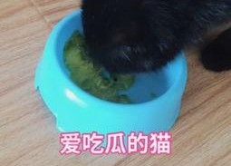 娱乐吃瓜猫咪视频大全下载,萌宠欢乐时光集锦