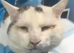 网红倦倦猫吃瓜,揭秘娱乐圈幕后真相