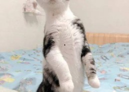 娱乐圈吃瓜猫是谁啊,揭秘神秘“吃瓜猫”的真实身份